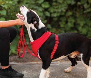 Kong Dog Harness