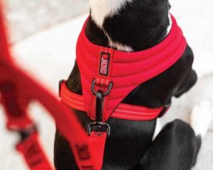 Kong Dog Harness