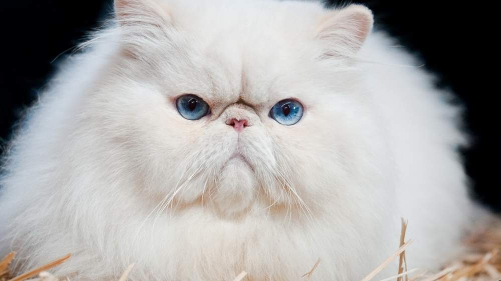 Persian cat