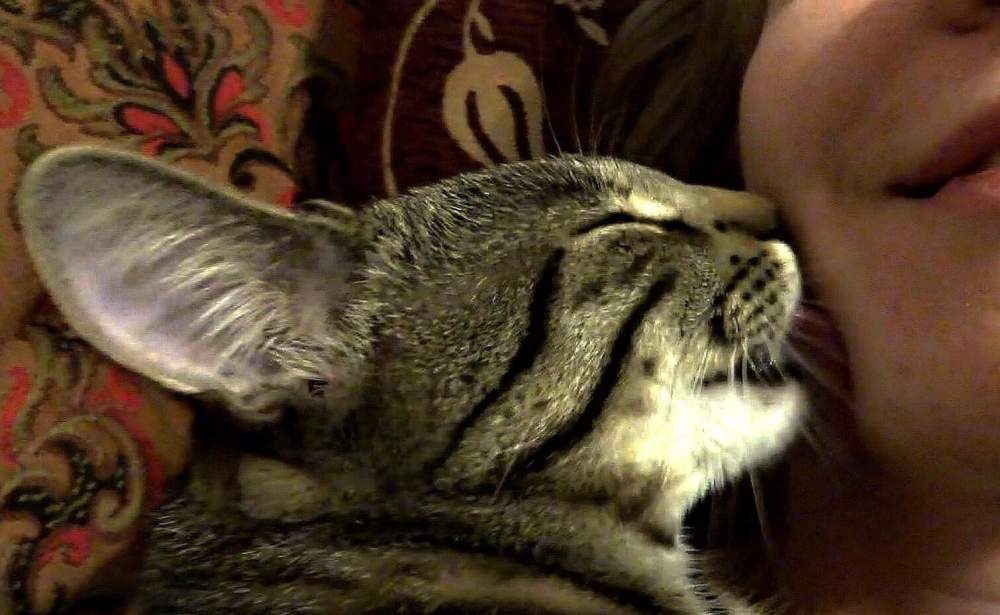 Cat Language