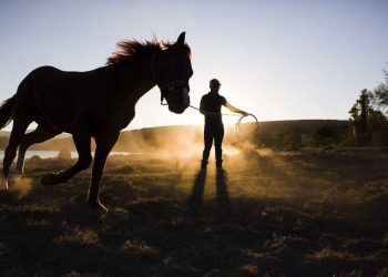 Eating Sand And Other Strange Eating Behaviors In Horses