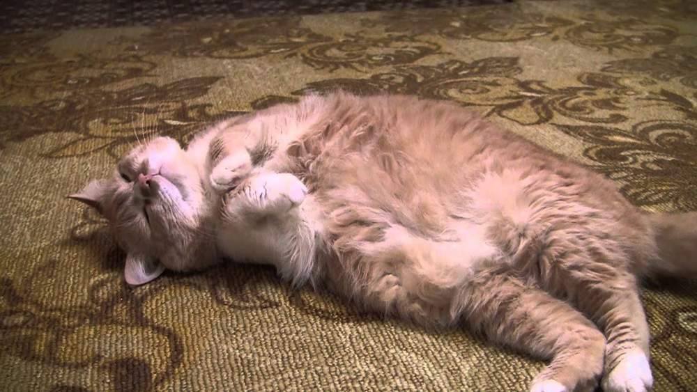 depression in cats