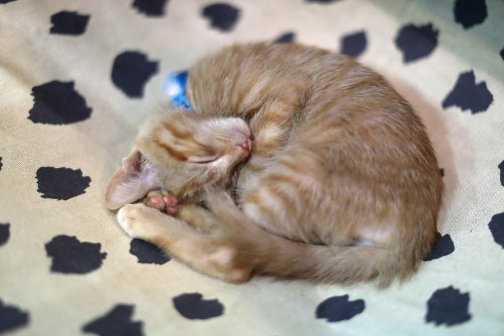 depression in cats