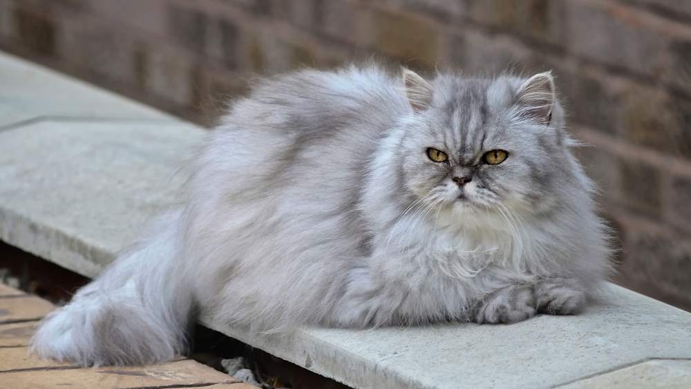 Persian cat