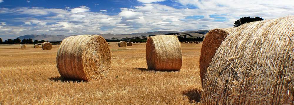hay pellets