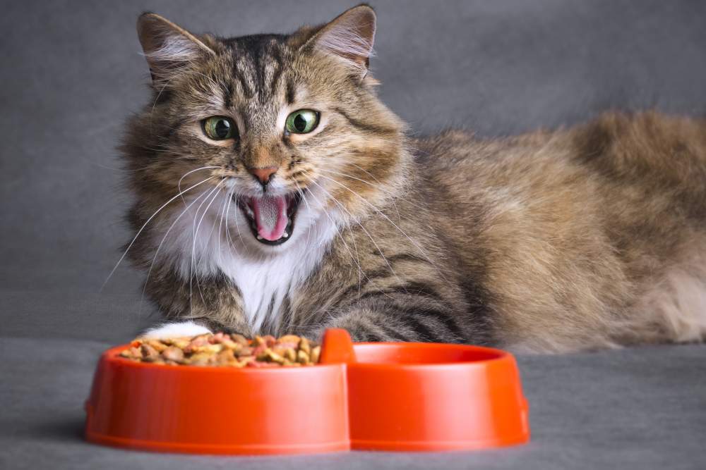 cat food