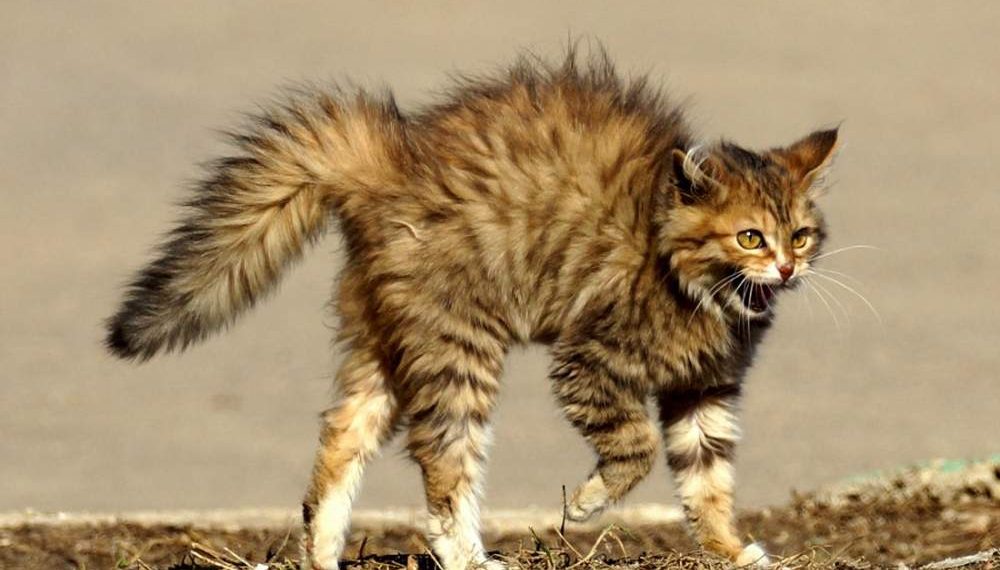 Cat Behavior: Aggressive Cat, How To Deal With It?