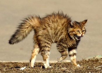 Cat Behavior: Aggressive Cat, How To Deal With It?