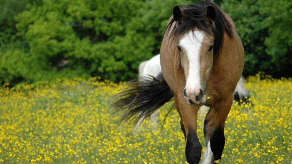 horse in the meadow