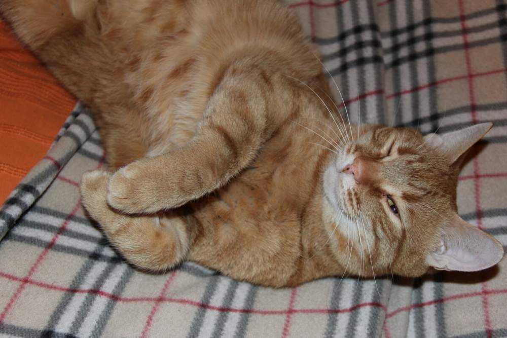 depression in cats