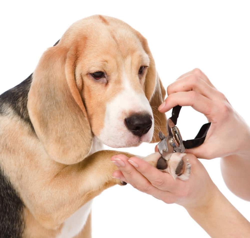 Dog Grooming Guide For Dog Lovers dog grooming