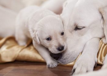 Puppy Weaning: How To Wean? When And For How Long?