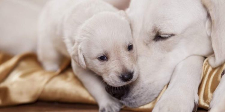 Puppy Weaning: How To Wean? When And For How Long? 1
