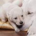 Puppy Weaning: How To Wean? When And For How Long?