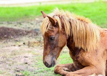 Deworm Your Horse: Dewormed In Which Season?