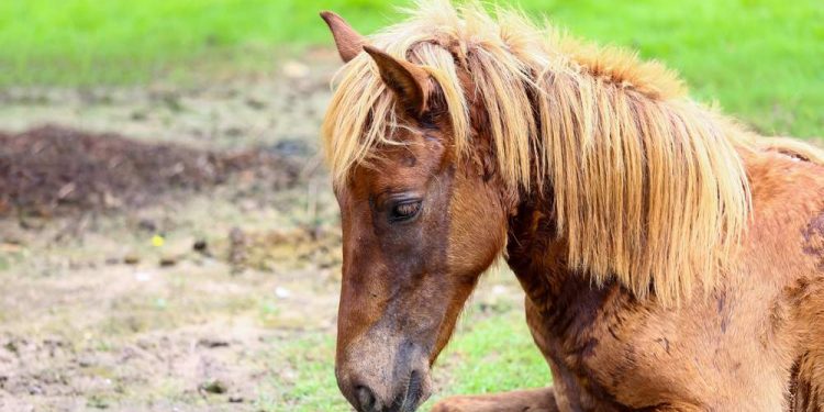 Deworm Your Horse: Dewormed In Which Season?