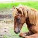 Deworm Your Horse: Dewormed In Which Season?