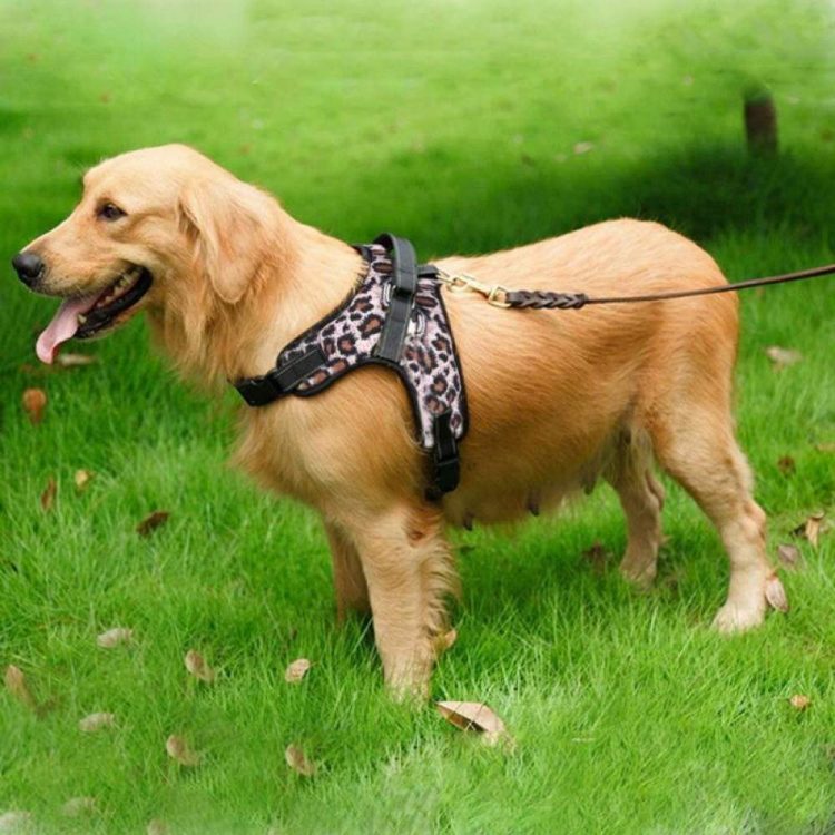 How To Put A Dog Harness? Types Of Dog Harness