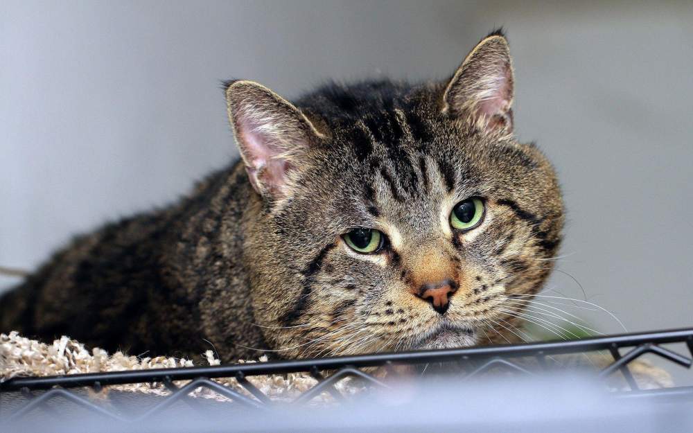 depression in cats