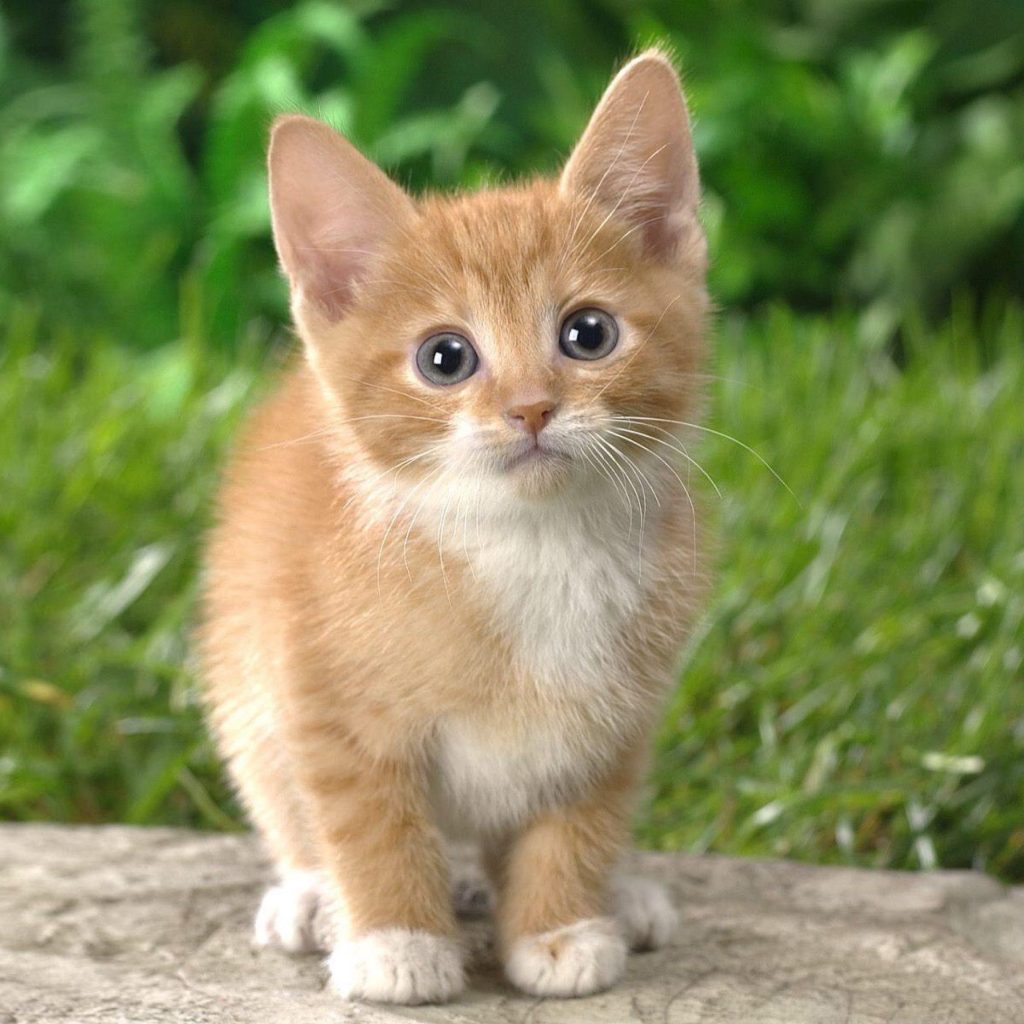 Adopting A Kitten How, When And At What Age?