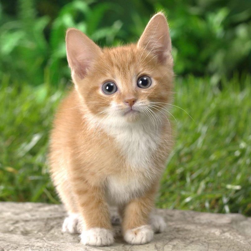 kitten