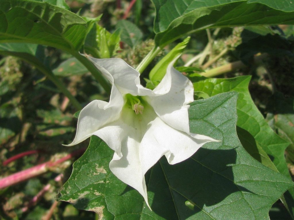 Datura A Highly Toxic Plant For Horses