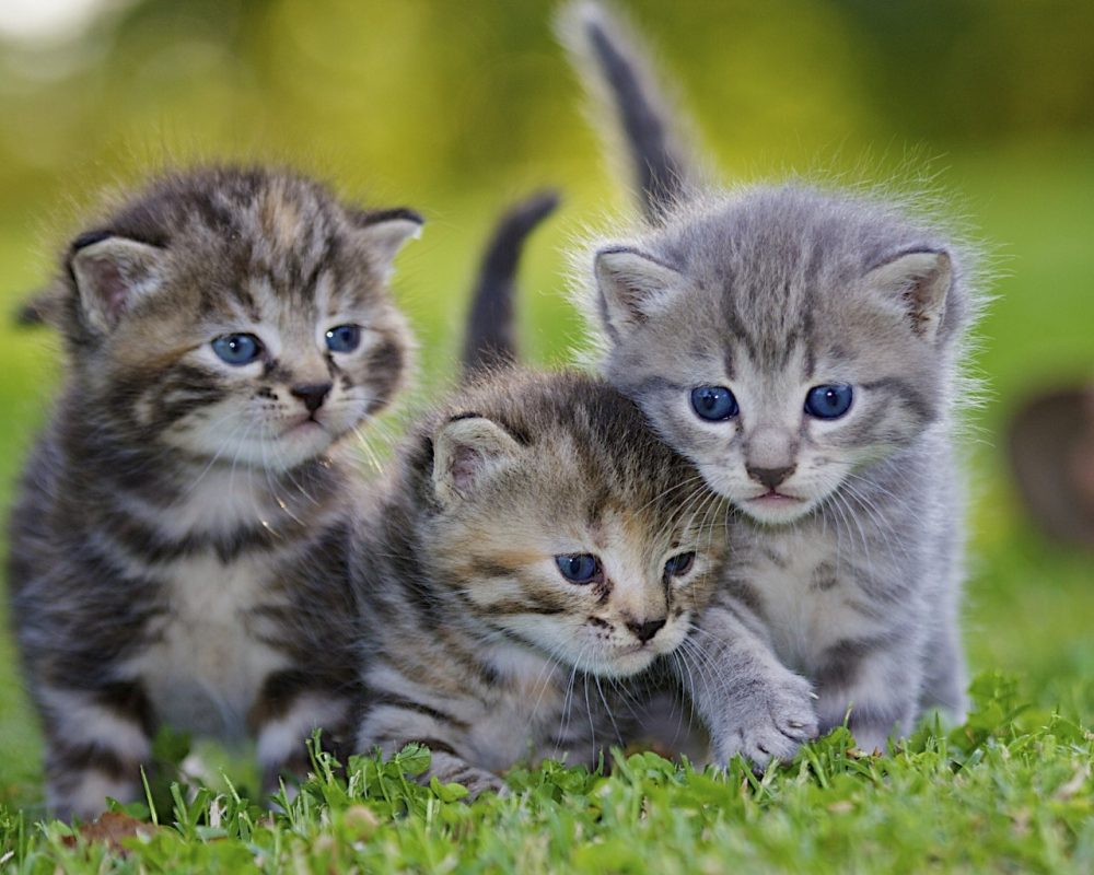 kitten