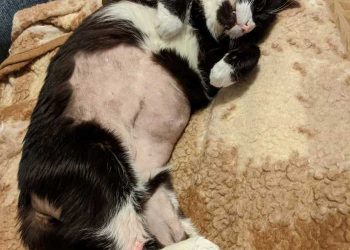 Cat Kidney Infection And Failure