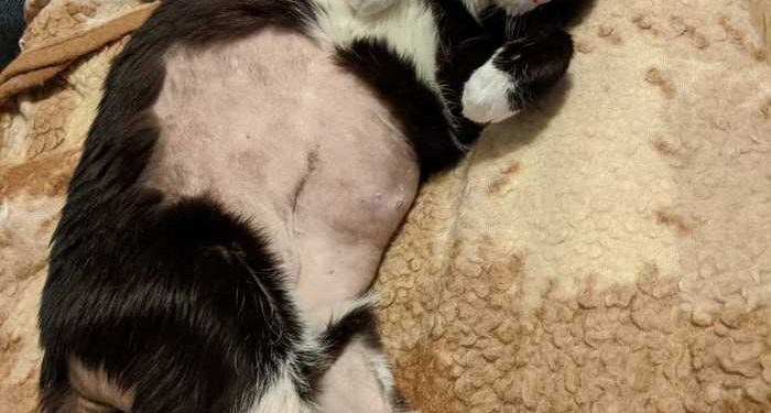 Cat Kidney Infection And Failure