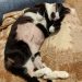 Cat Kidney Infection And Failure