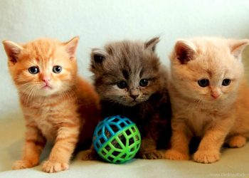 Adopting a kitten: how, when and at what age?