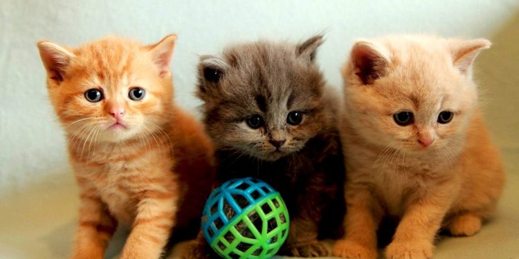 Adopting a kitten: how, when and at what age?
