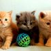 Adopting a kitten: how, when and at what age? Adopting a kitten: how, when and at what age?