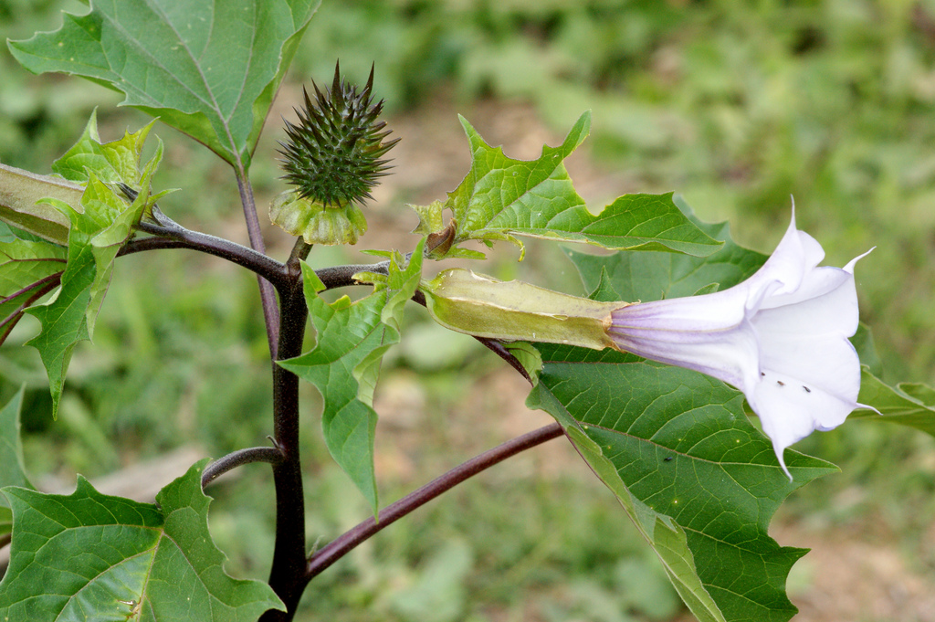 datura