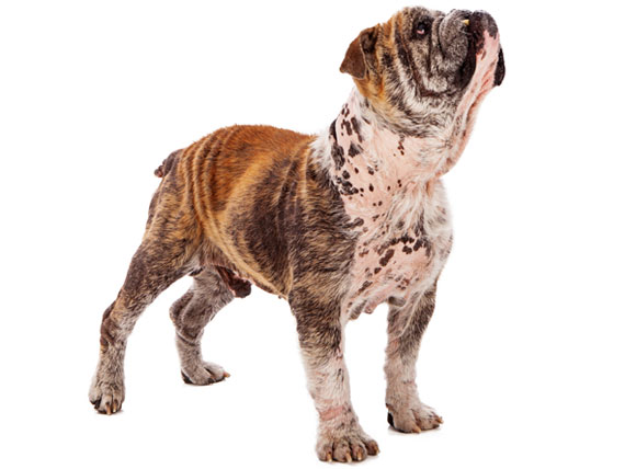 Demodicosis