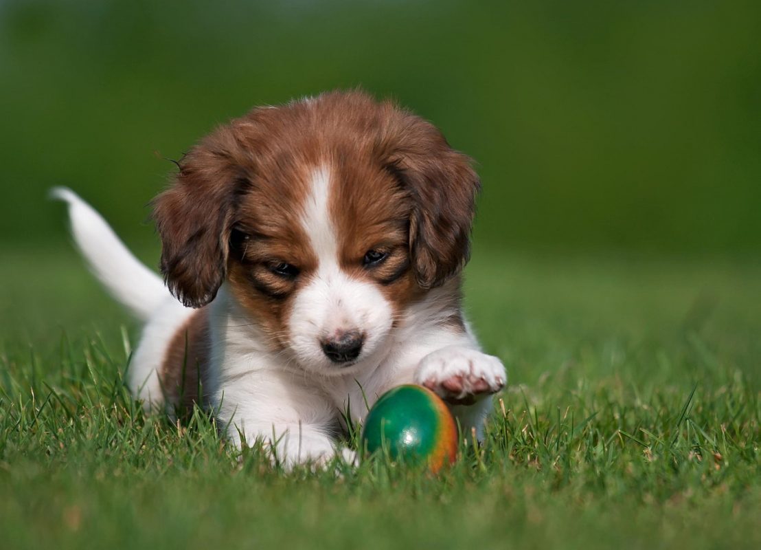 your puppy