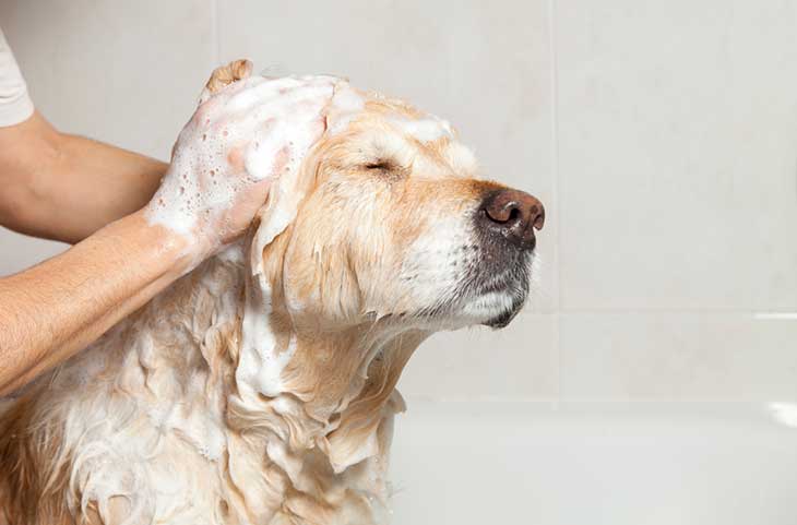 dog shampoo