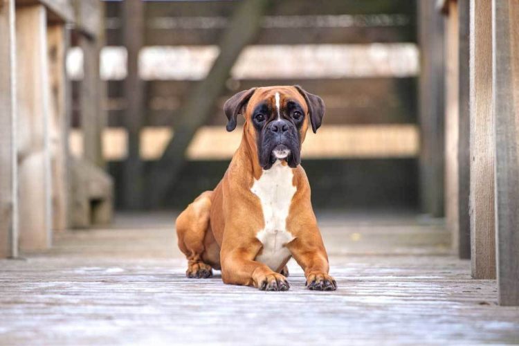 Boxer Dog Breed History Character And Care