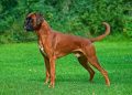 Boxer Dog Breed - History, Character And Care