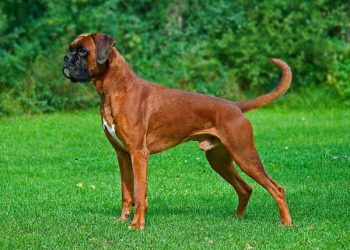 Boxer Dog Breed - History, Character And Care