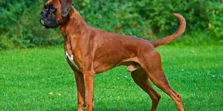 Boxer Dog Breed - History, Character And Care