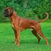 Boxer Dog Breed - History, Character And Care Boxer Dog Breed - History, Character And Care