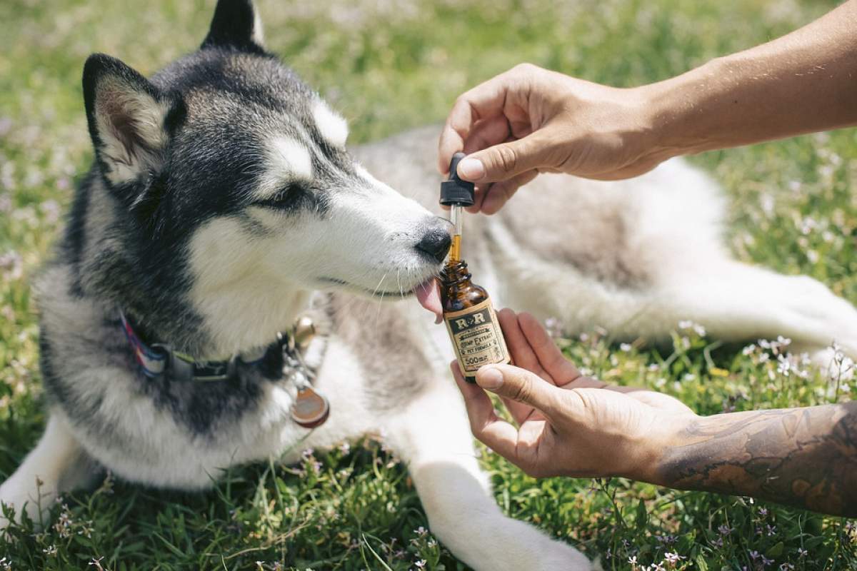 CBD vs Traditional Medications: Which is Better for Your Dog? CBD for Pet