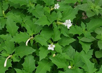 Datura: A Highly Toxic Plant For Horses