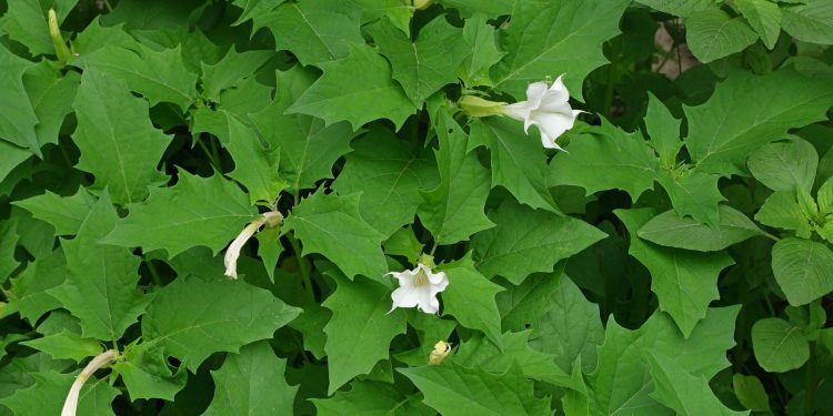 Datura: A Highly Toxic Plant For Horses
