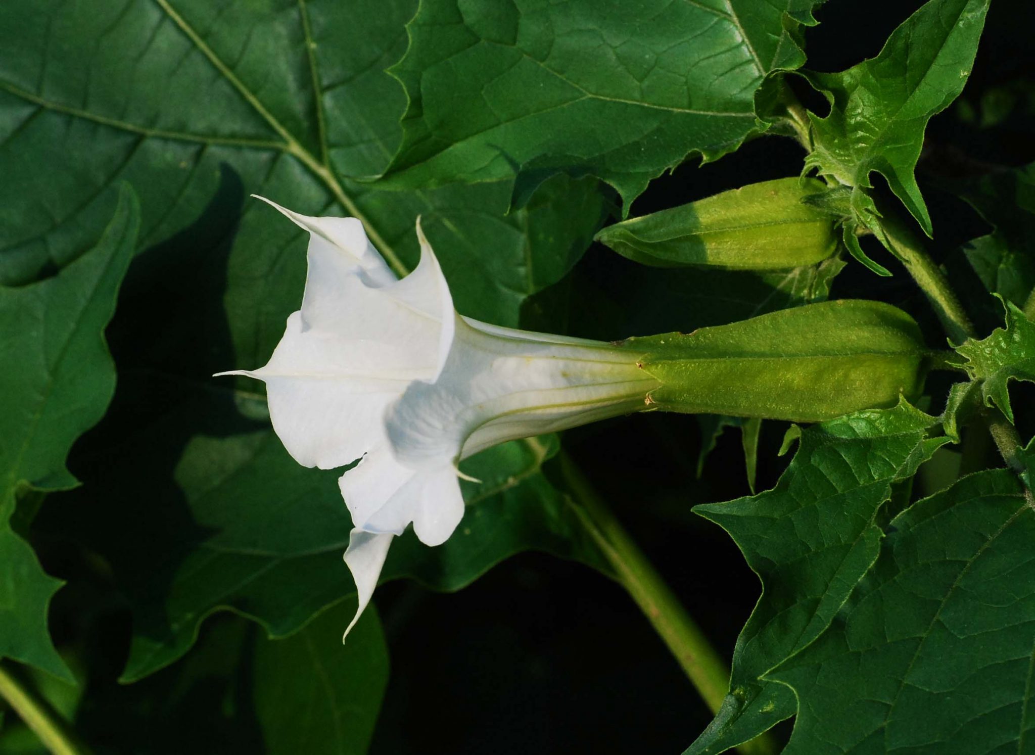 Datura A Highly Toxic Plant For Horses