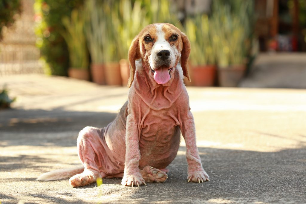 Demodicosis
