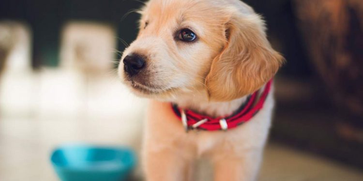 Find Your New Puppy