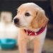 How to Find Your New Puppy Find Your New Puppy