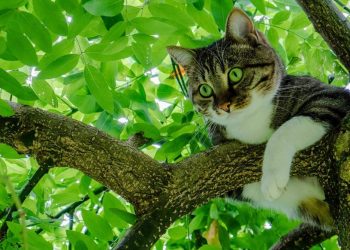 How To Make Your Cat Tree Attractive?